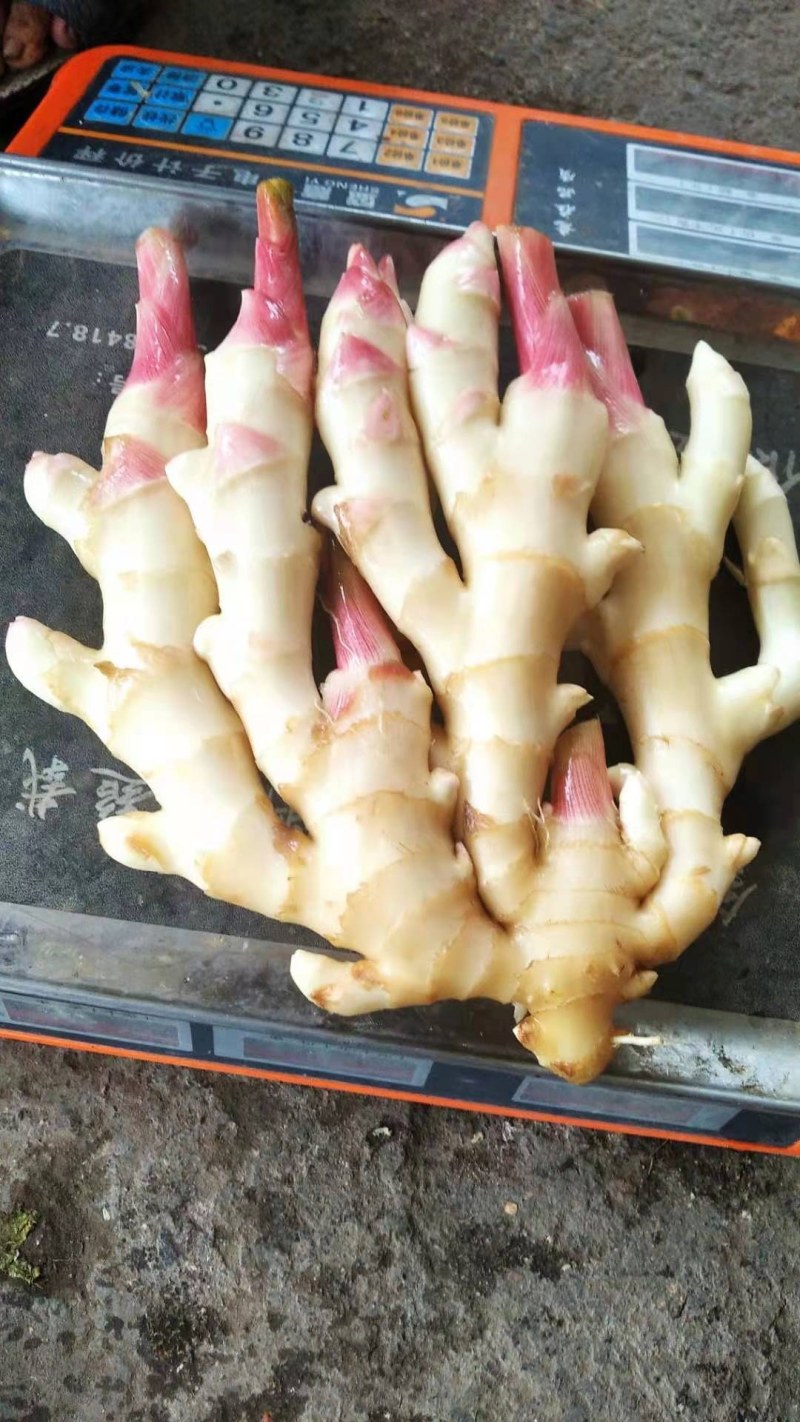 乐山冠英精品仔姜开售啦！色白头红艳脆嫩味香浓！
