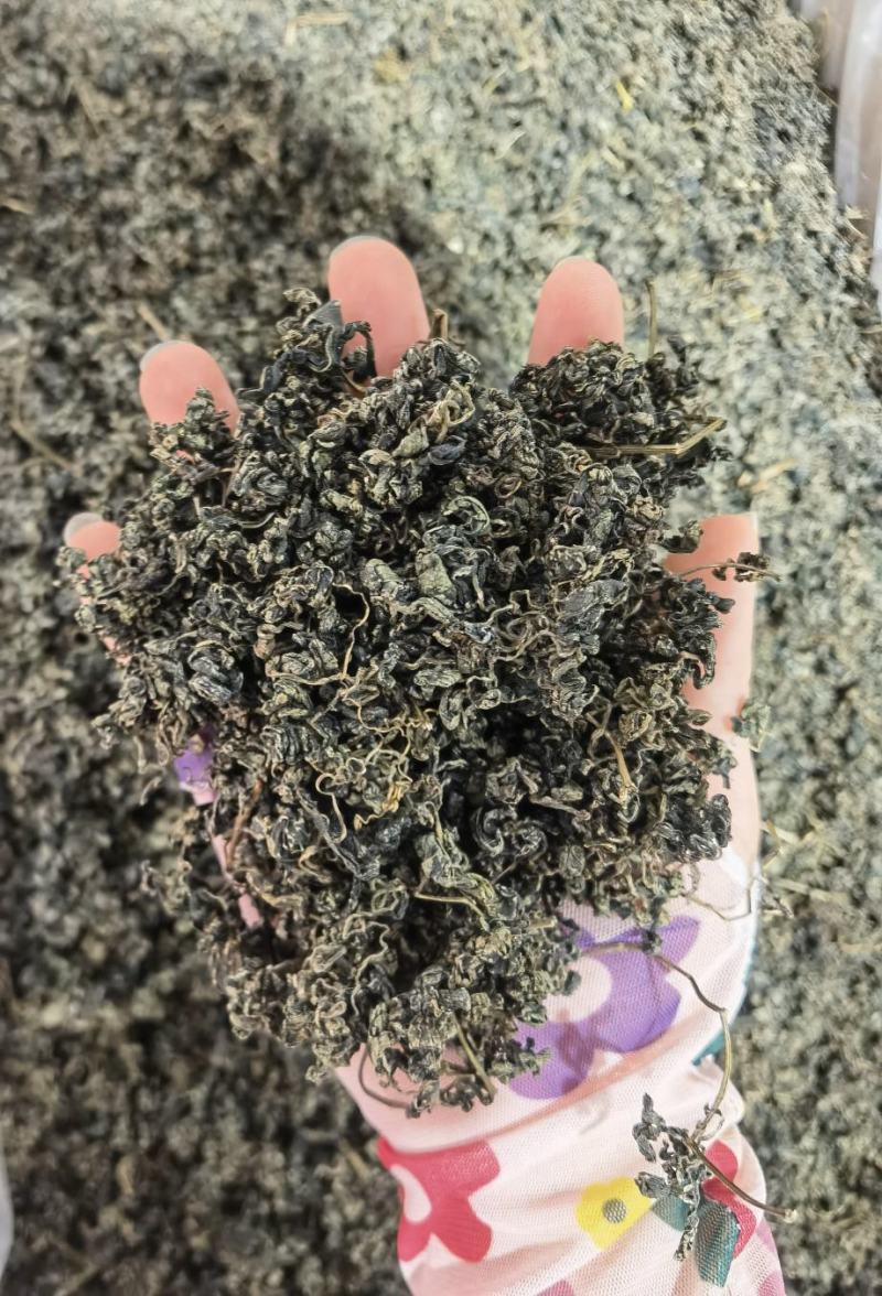 绞股蓝绞股蓝颗粒水洗干净无杂志三高人群必备
