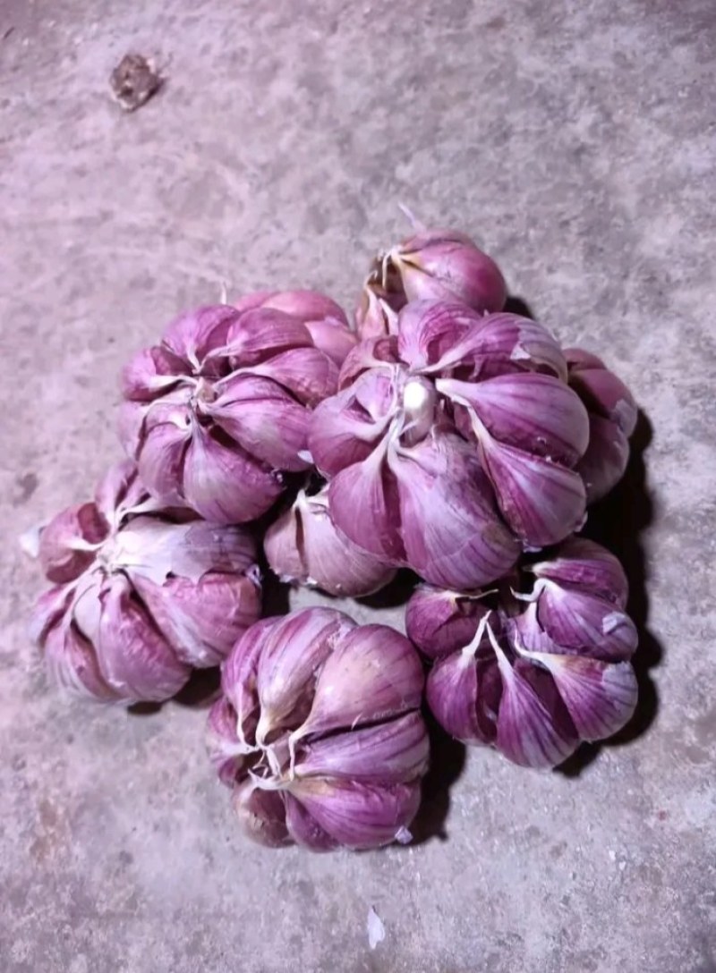产地直销！云南红皮大蒜、红香蒜大量上市，量大优惠