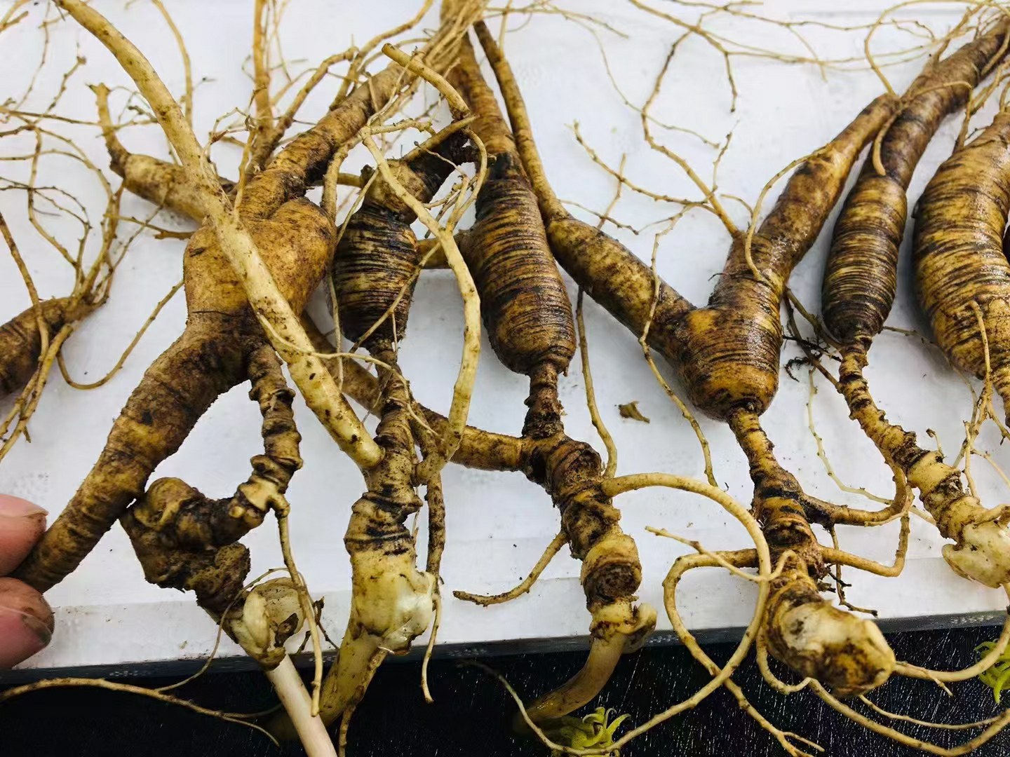 北沙参与元参的植物形态对比图,展示其根部特征 北沙参与元参的植物形态对比