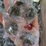 绞股蓝龙珠绞股蓝一颗一杯用着方便,无硫无添加