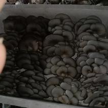精品大叶蘑菇，开始预订，2天后发货