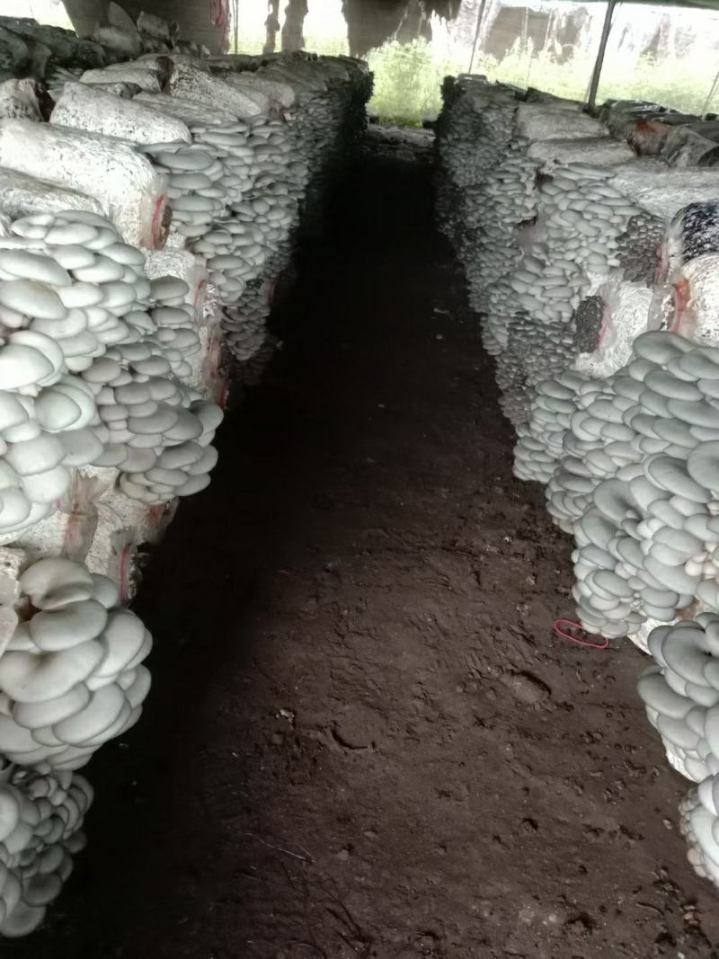 精品大叶蘑菇，开始预订，2天后发货