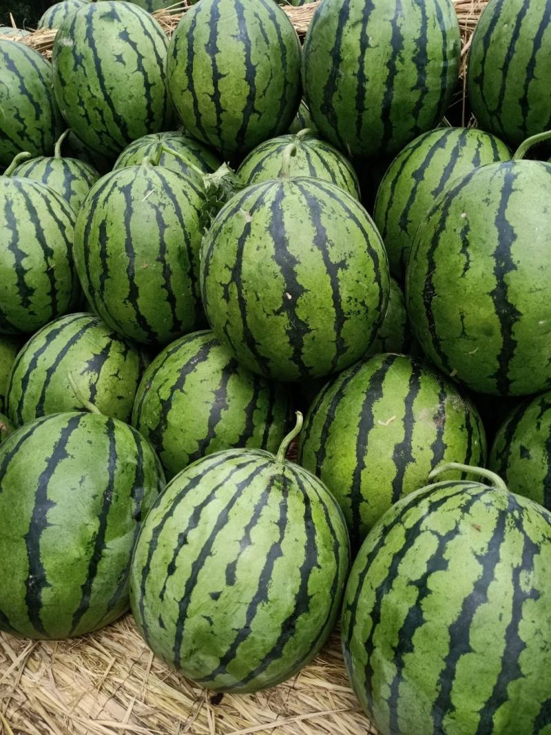 吉林庆红999大量上市，熟度好，糖分高，价格低，