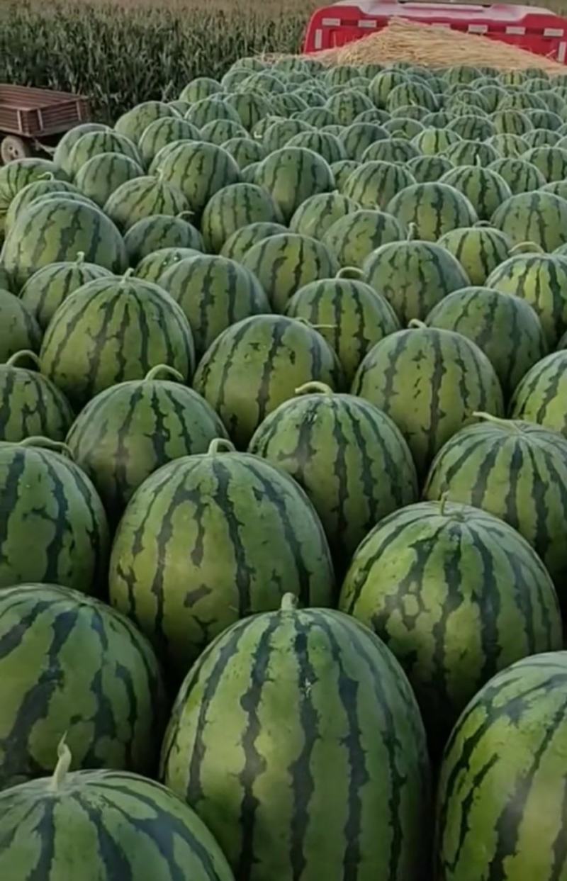 吉林庆红999大量上市，熟度好，糖分高，价格低，