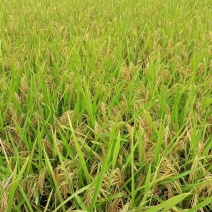 小香米