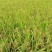 小香米