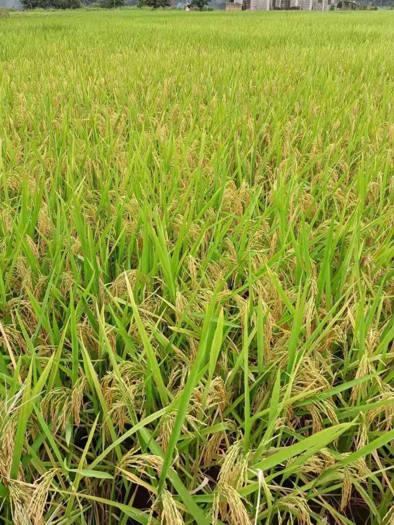 小香米