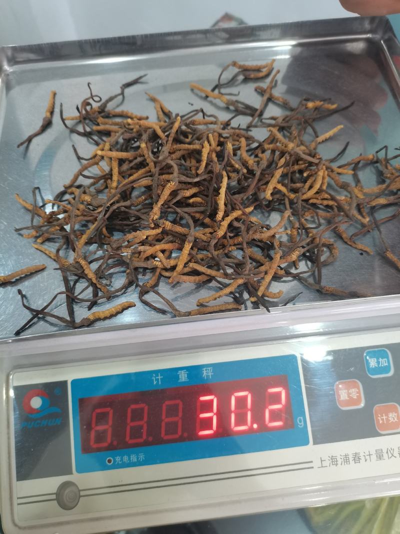 冬虫夏草小条现货供应包邮支持报价质量保证