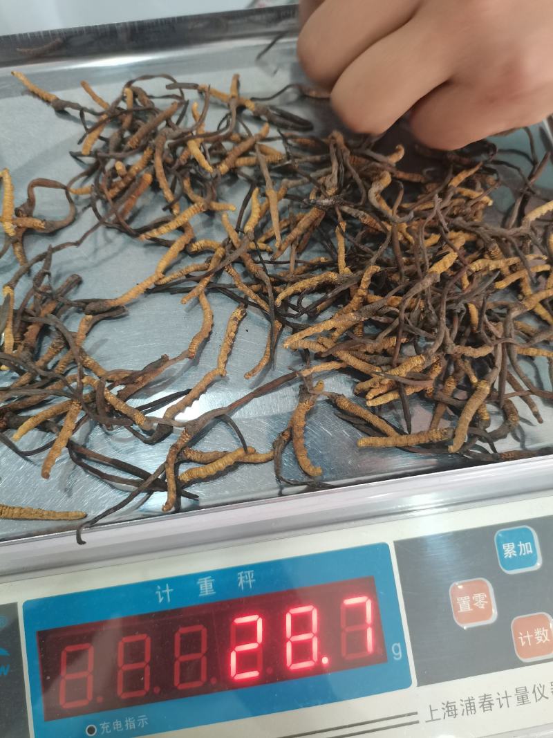 冬虫夏草小条现货供应包邮支持报价质量保证