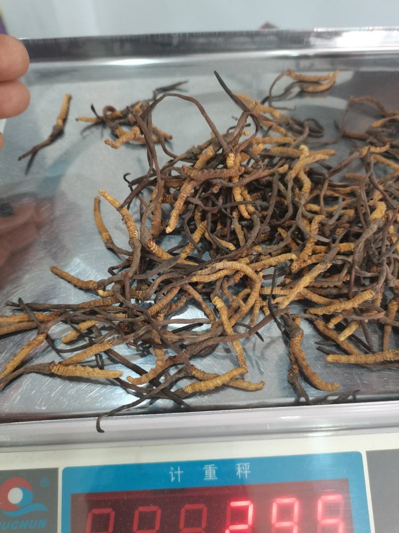 冬虫夏草小条现货供应包邮支持报价质量保证