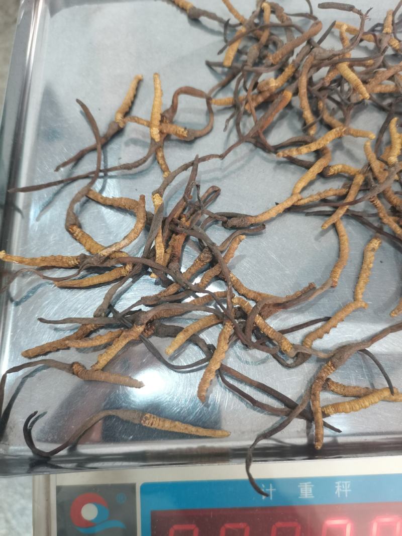 冬虫夏草小条现货供应包邮支持报价质量保证