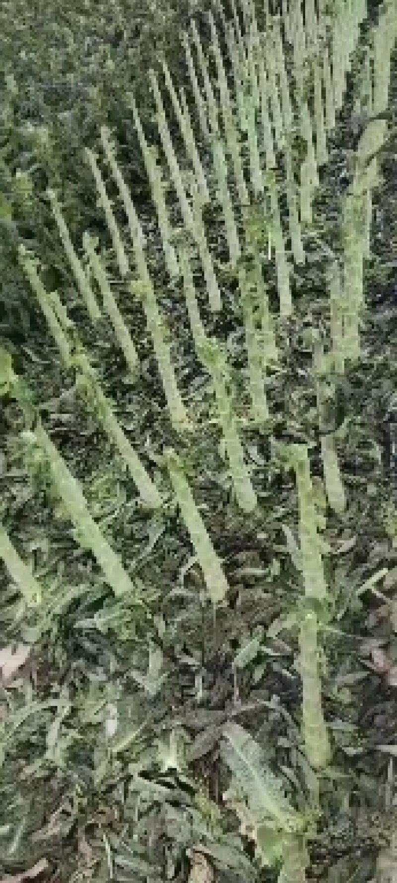 红笋光杆杆精品