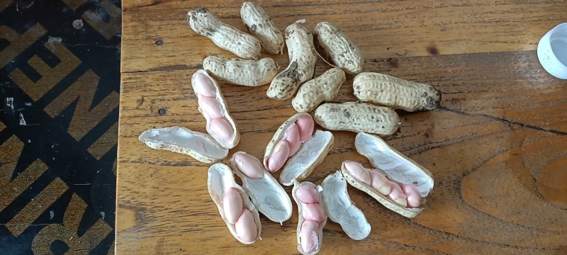 四粒红鲜花生