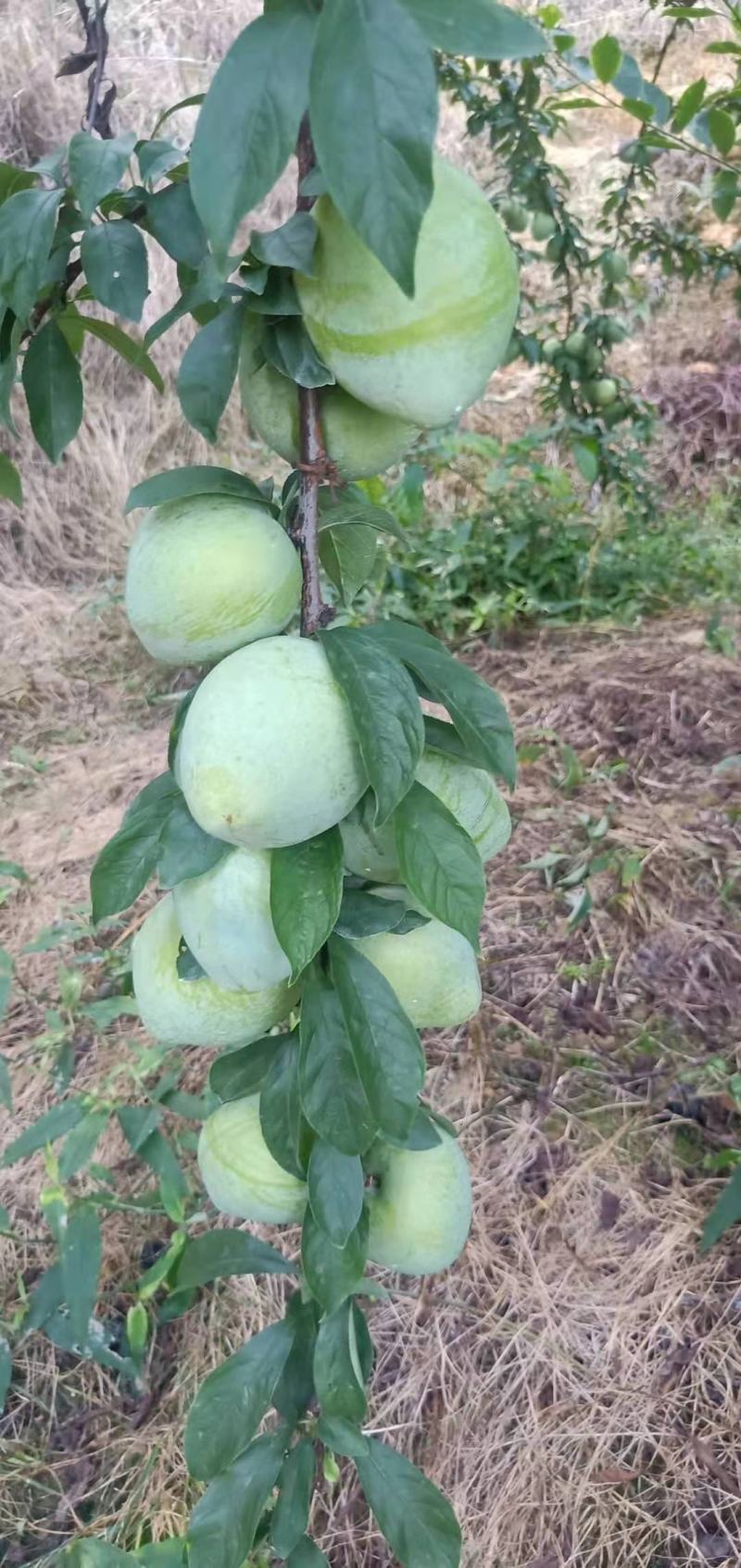 油奈，产地直销数量非常大。口感比较好。