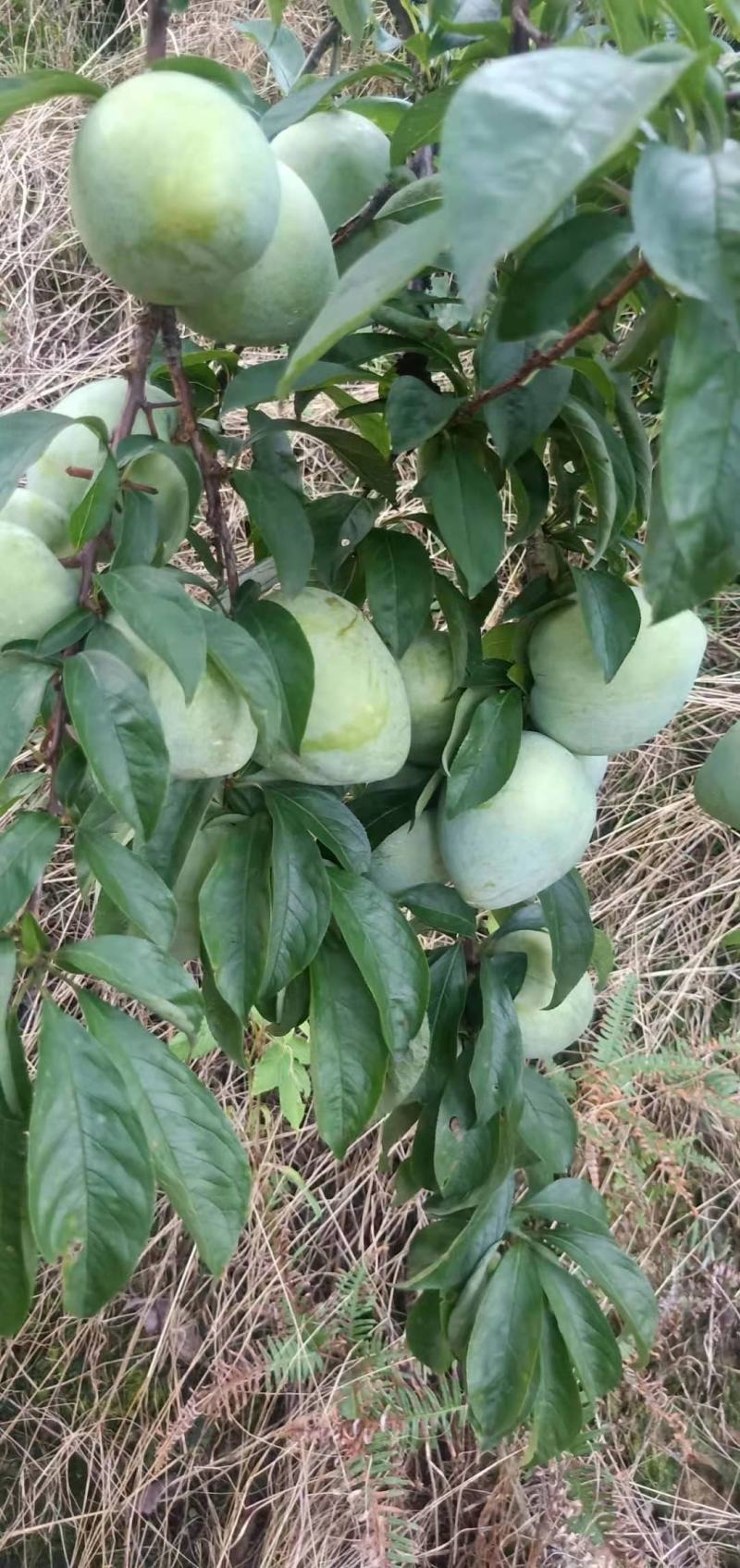 油奈，产地直销数量非常大。口感比较好。