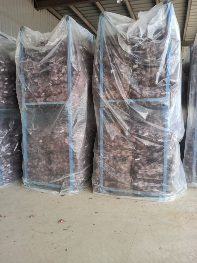 江苏丰县洋葱大量上市，基地一手货源充足，热卖中！！！！