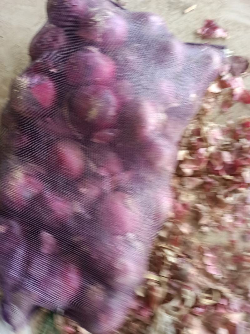 江苏丰县洋葱大量上市，基地一手货源充足，热卖中！！！！
