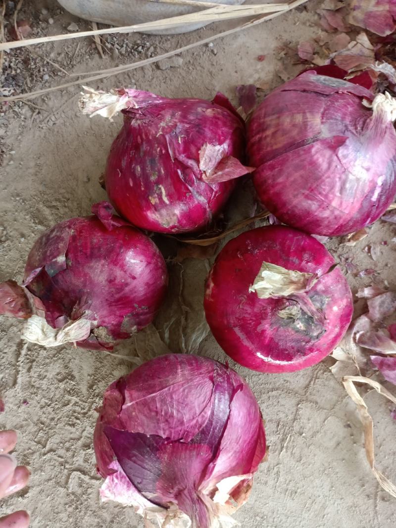 江苏丰县洋葱大量上市，基地一手货源充足，热卖中！！！！