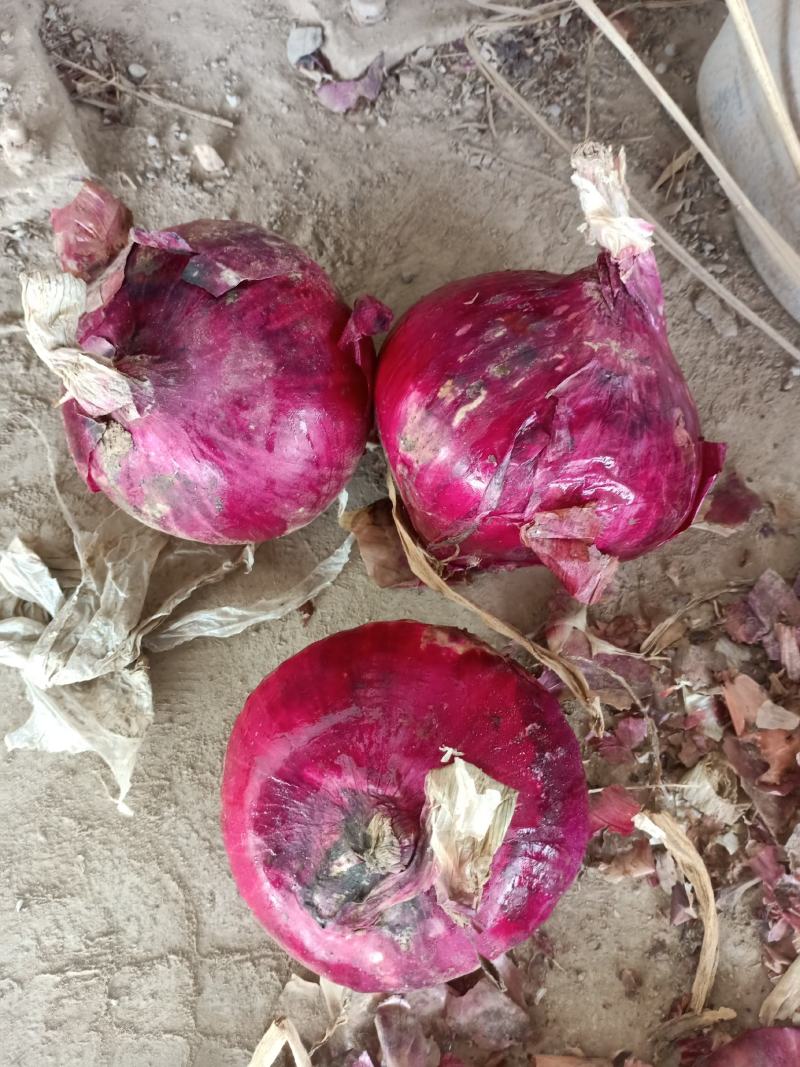江苏丰县洋葱大量上市，基地一手货源充足，热卖中！！！！