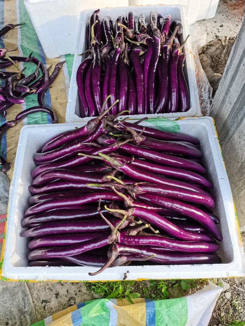 磐安高山蔬菜。