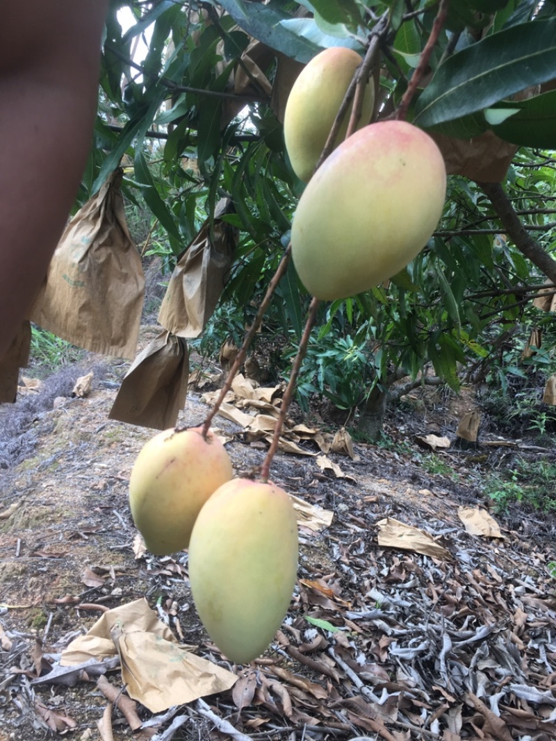 象牙芒果