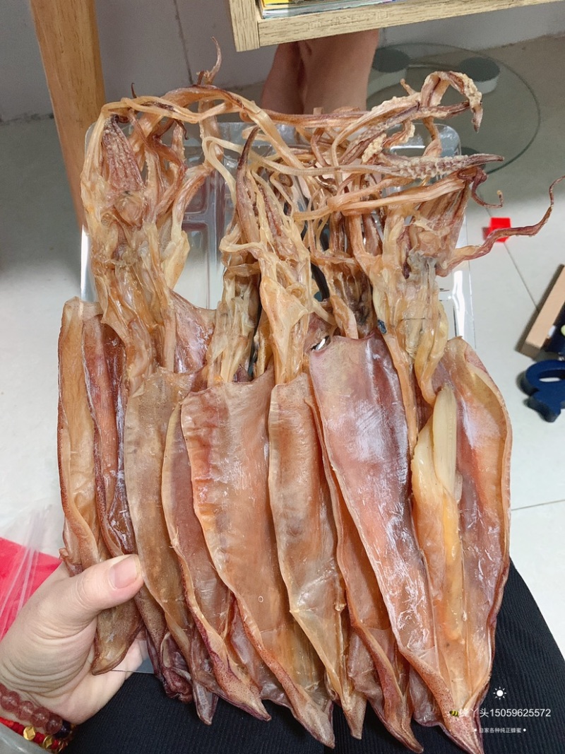 鱿鱼母本港个个带卵各个带卵