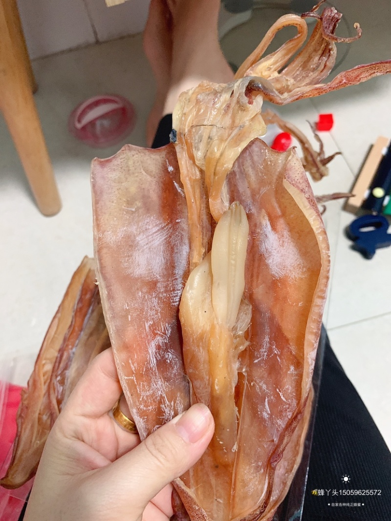 鱿鱼母本港个个带卵各个带卵