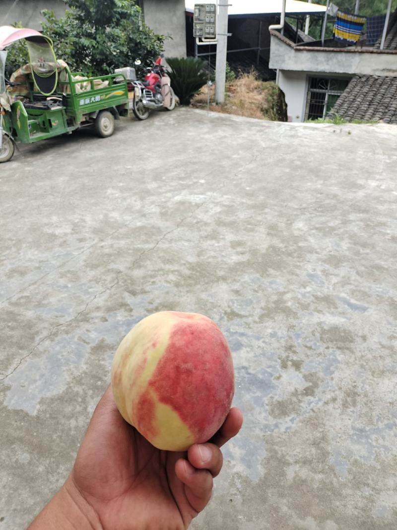 桃