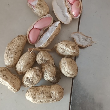 精品四粒红鲜花生大量上市有需要的老板欢迎采购