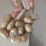 精品四粒红鲜花生大量上市有需要的老板欢迎采购