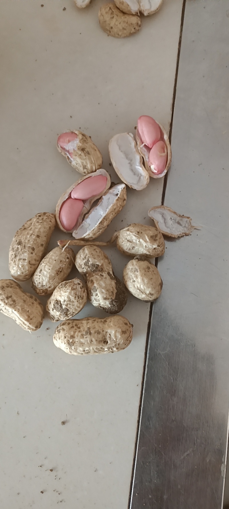精品四粒红鲜花生大量上市有需要的老板欢迎采购