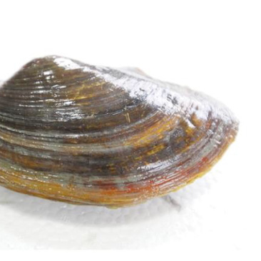 新鲜活河蚌，河蚌肉批发，代收河蚌