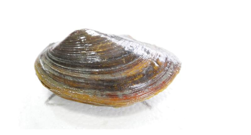 新鲜活河蚌，河蚌肉批发，代收河蚌
