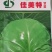 有机菜花，西兰花，甘兰种子