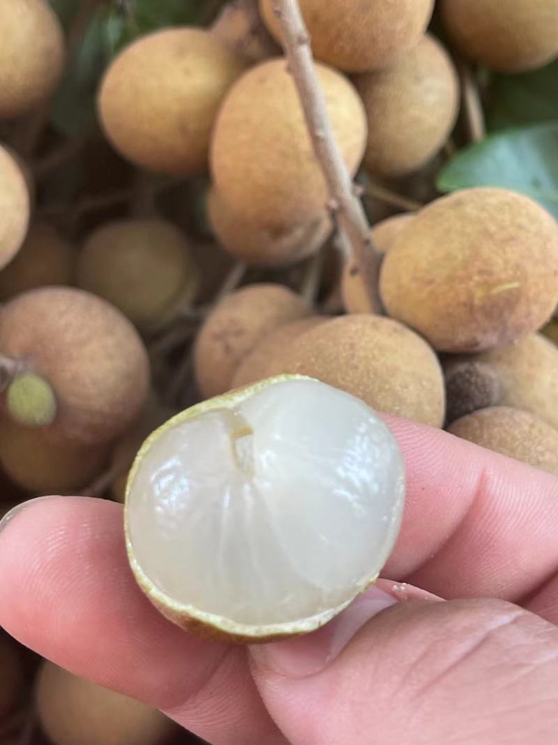 桂圆