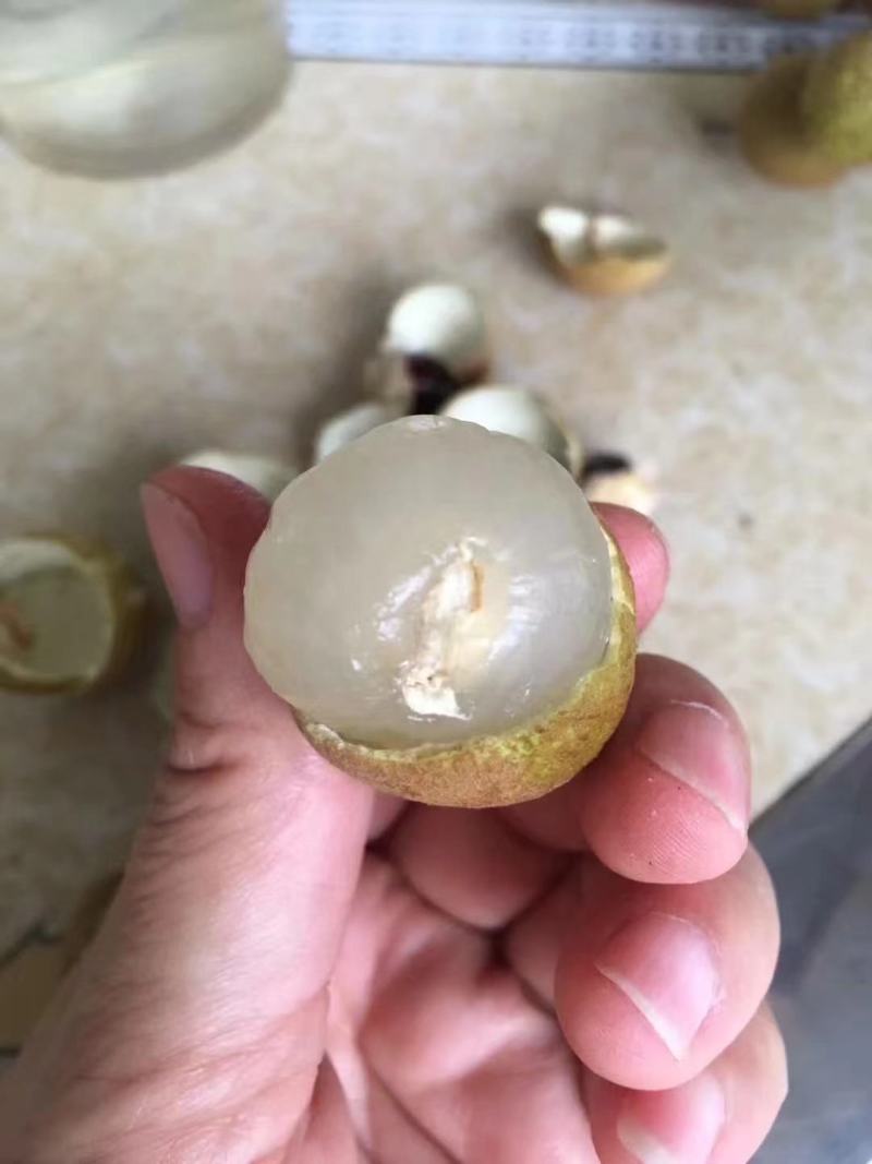 桂圆