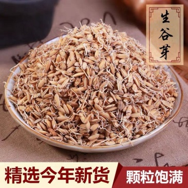 稻芽生稻芽中药材生稻牙谷牙有炒稻芽炒谷芽稻牙谷牙