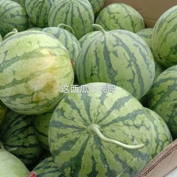 8424玉脆西瓜包红包甜。
