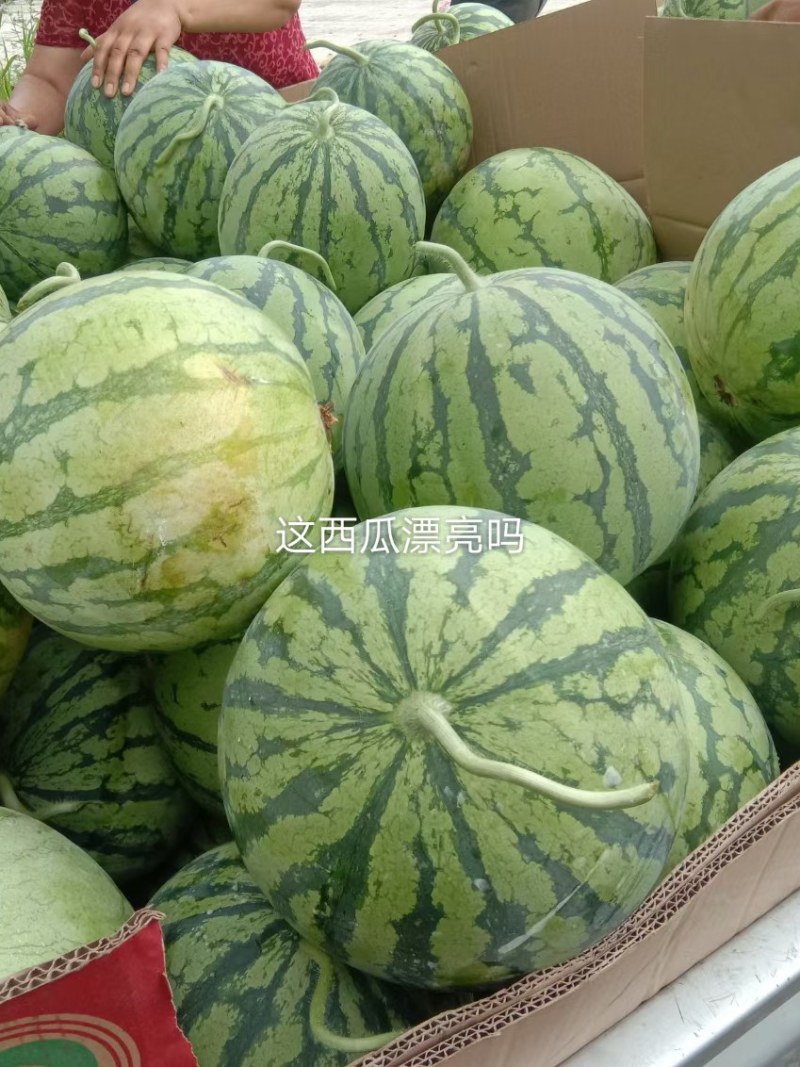 8424玉脆西瓜包红包甜。