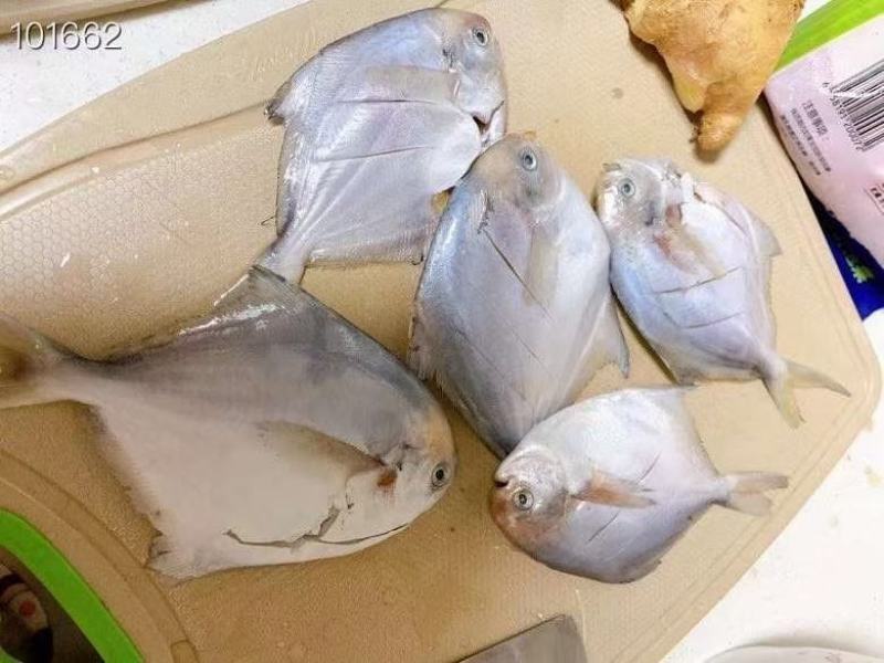 鲜冻鲳鱼