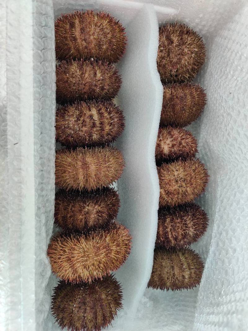 底播，夏怡马粪胆，巨型，底播的品质！