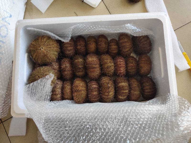 底播，夏怡马粪胆，巨型，底播的品质！