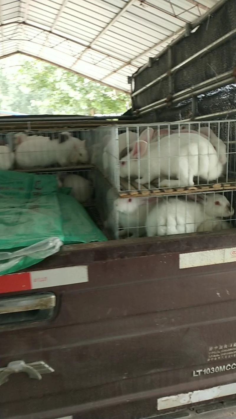 诚信商家货到付款绵阳山羊奶山羊头胎二胎都有萨福克