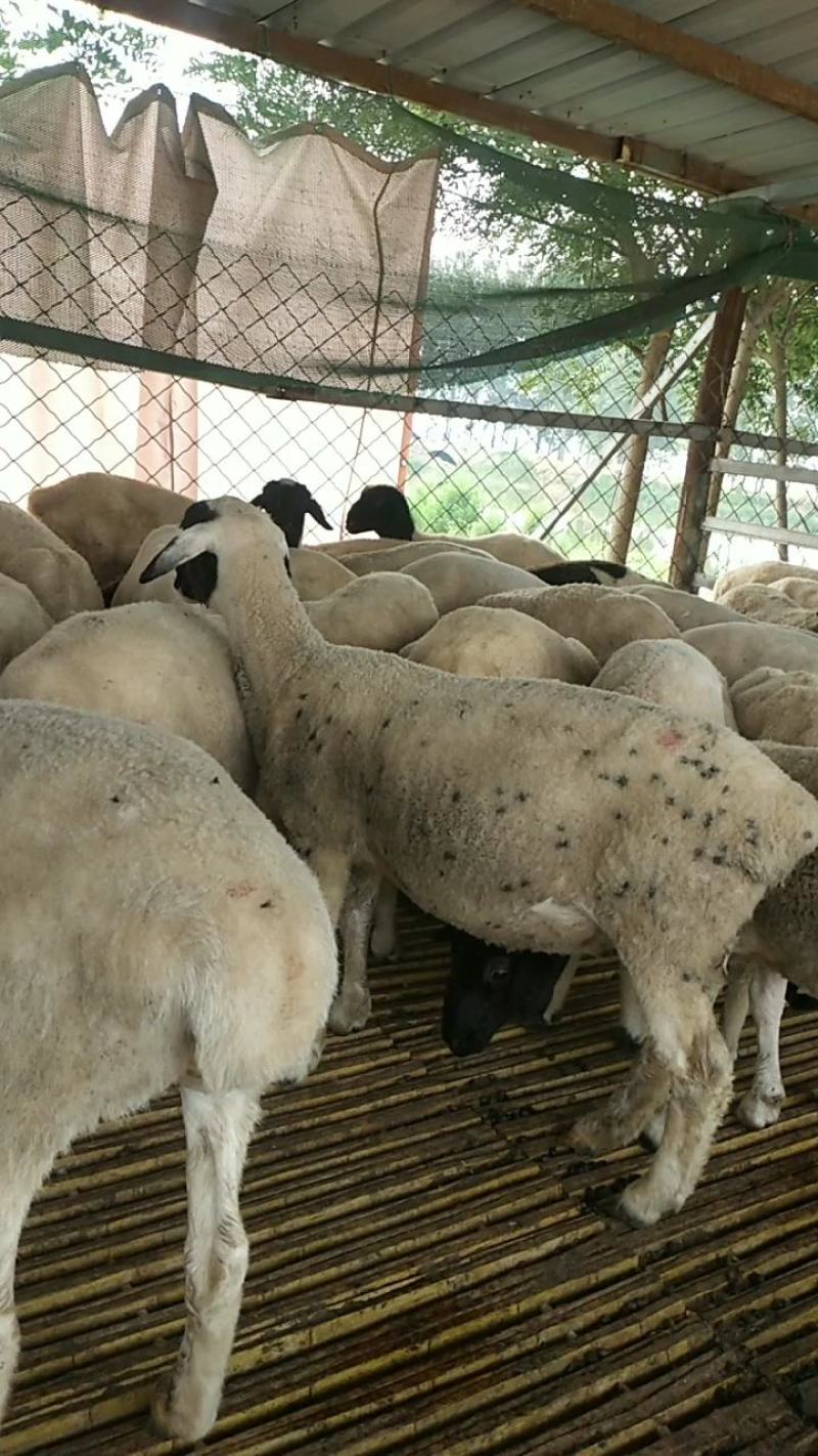 诚信商家货到付款绵阳山羊奶山羊头胎二胎都有萨福克