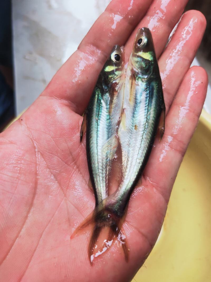优质巴沙鱼苗淡水生长快基地直销技术指导