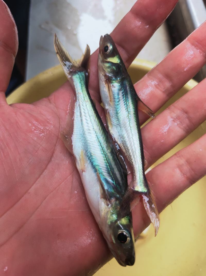 优质巴沙鱼苗淡水生长快基地直销技术指导