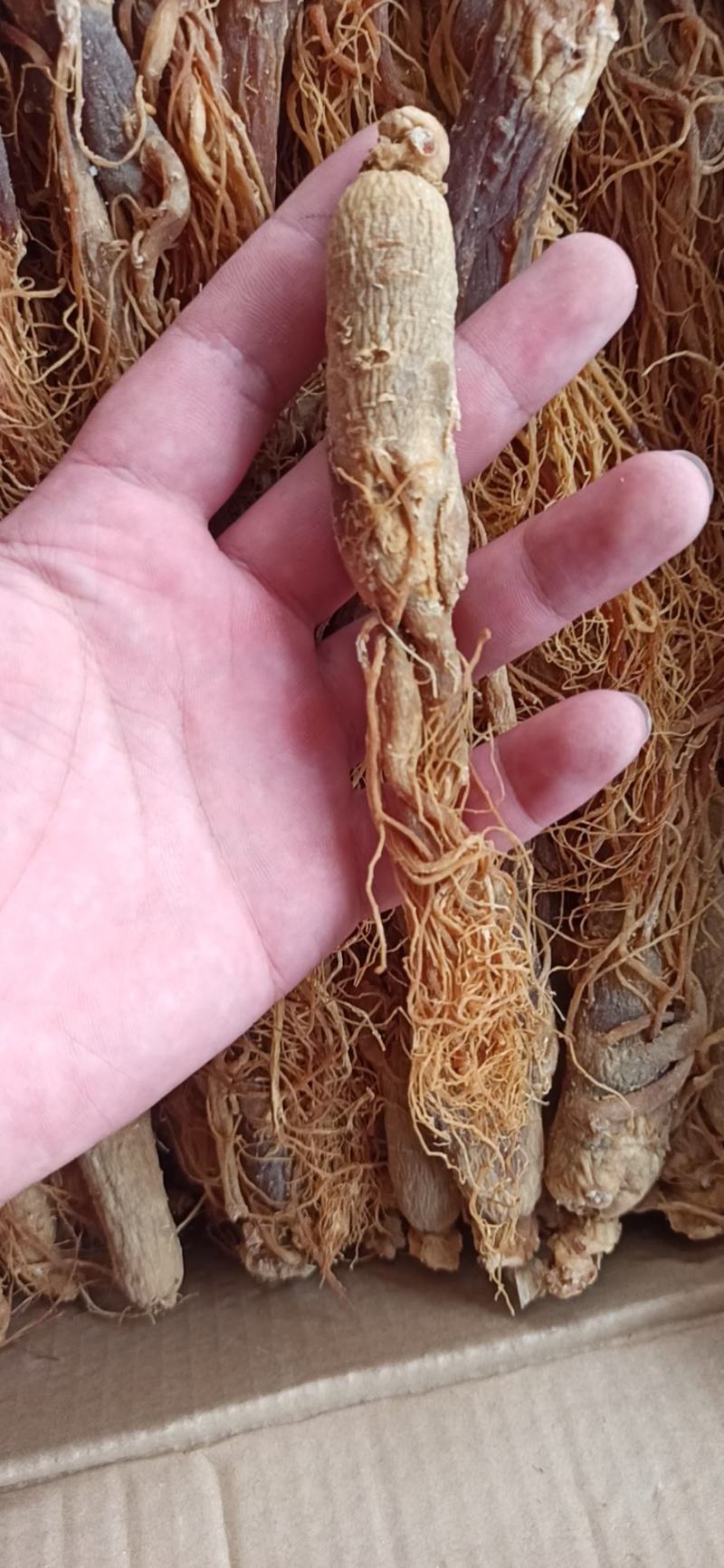 红参须参须品质保证可打粉一手货源中药专营