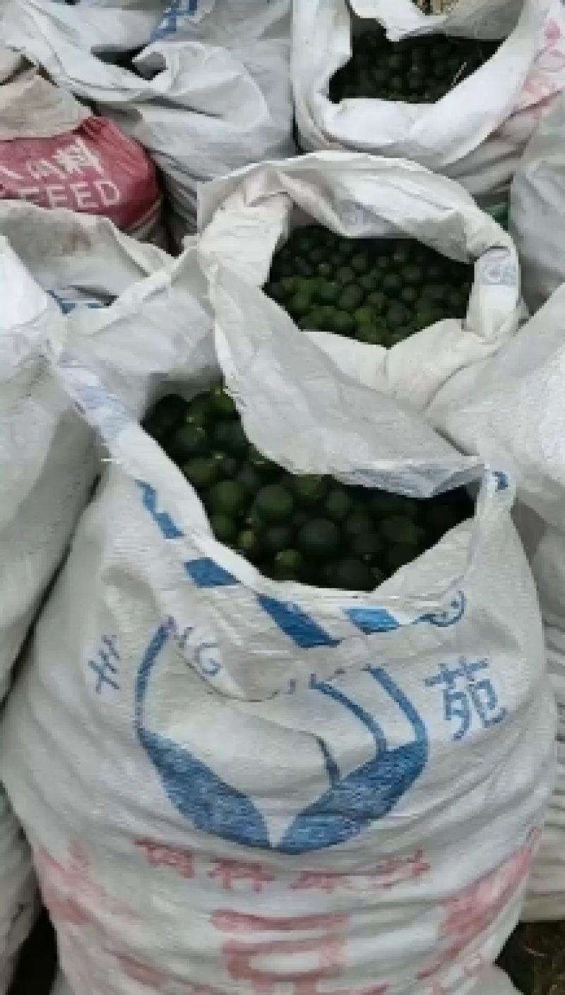 广西柑橘类积壳生鲜干货大量供应，欢迎客户长期合作
