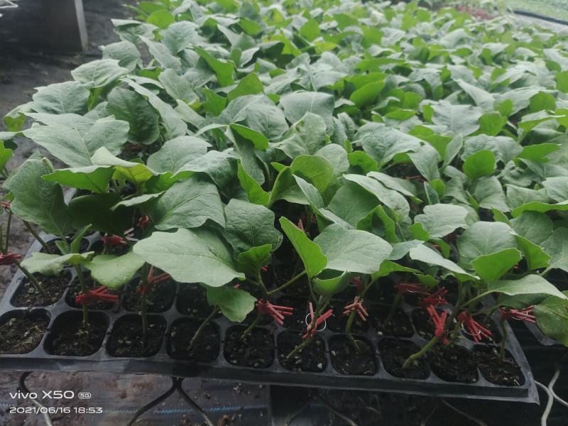 茄子苗嫁接陆地烧烤茄绿鄂！紫鄂！黑宝，产量高，意管理